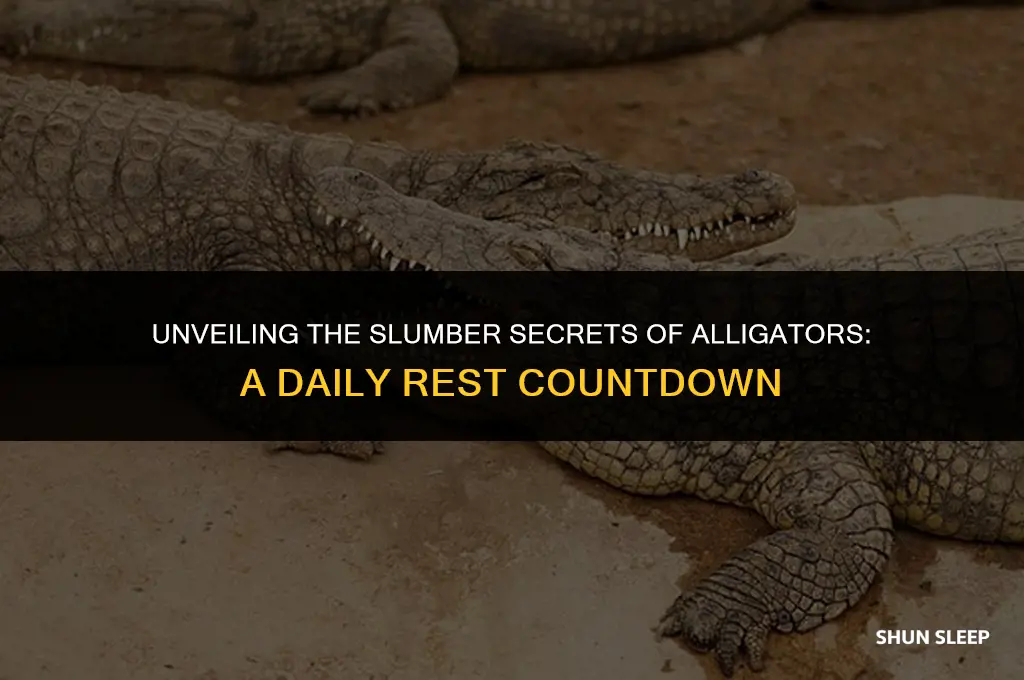 how many hours a day do alligators sleep