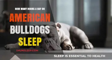 Understanding the Sleep Patterns of American Bulldogs: A Comprehensive Guide
