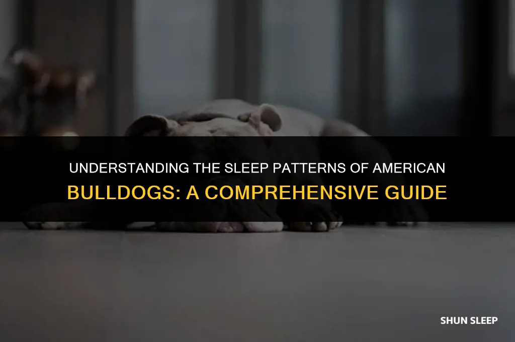how many hours a day do american bulldogs sleep