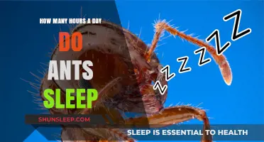 Unveiling the Secrets of Ant Slumber: A Deep Dive into Their Daily Rest Patterns