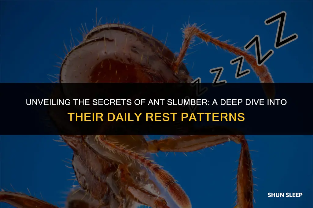 how many hours a day do ants sleep