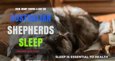 Understanding the Sleep Patterns of Australian Shepherds: A Comprehensive Guide