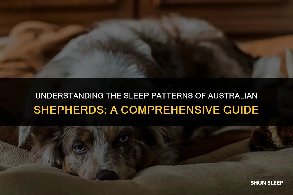how many hours a day do australian shepherds sleep