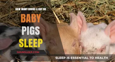 Snoozing Piglets: Unveiling the Secrets of Their Slumber