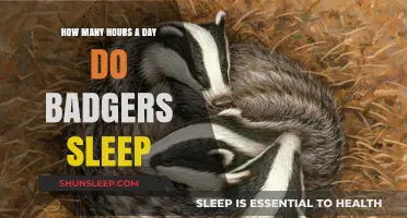 Unveiling the Sleep Secrets of Badgers: A Daily Rest Analysis