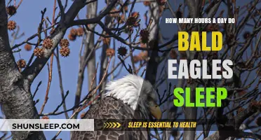 Unveiling the Sleep Secrets of Majestic Bald Eagles