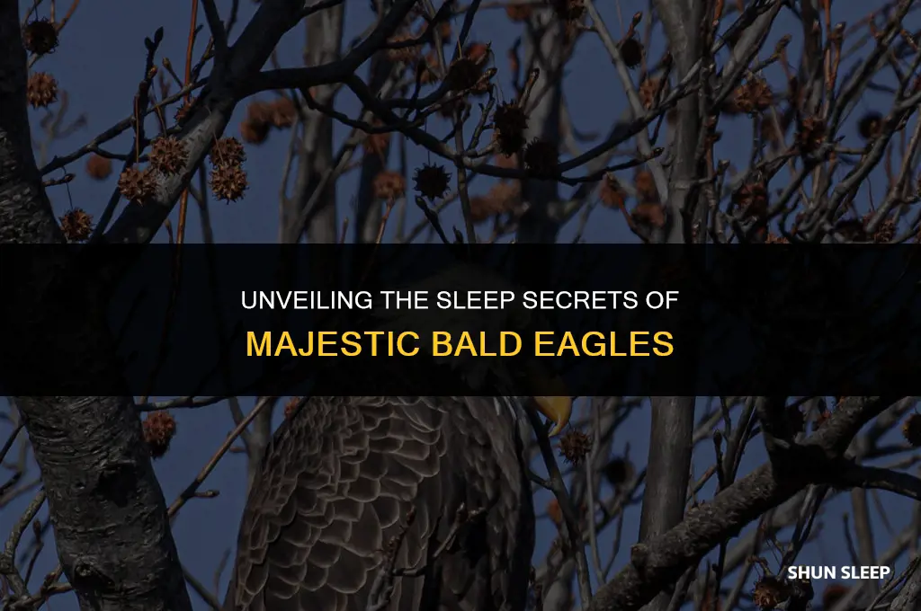 how many hours a day do bald eagles sleep