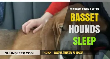 Unveiling the Snooze Habits of Basset Hounds: A Comprehensive Guide