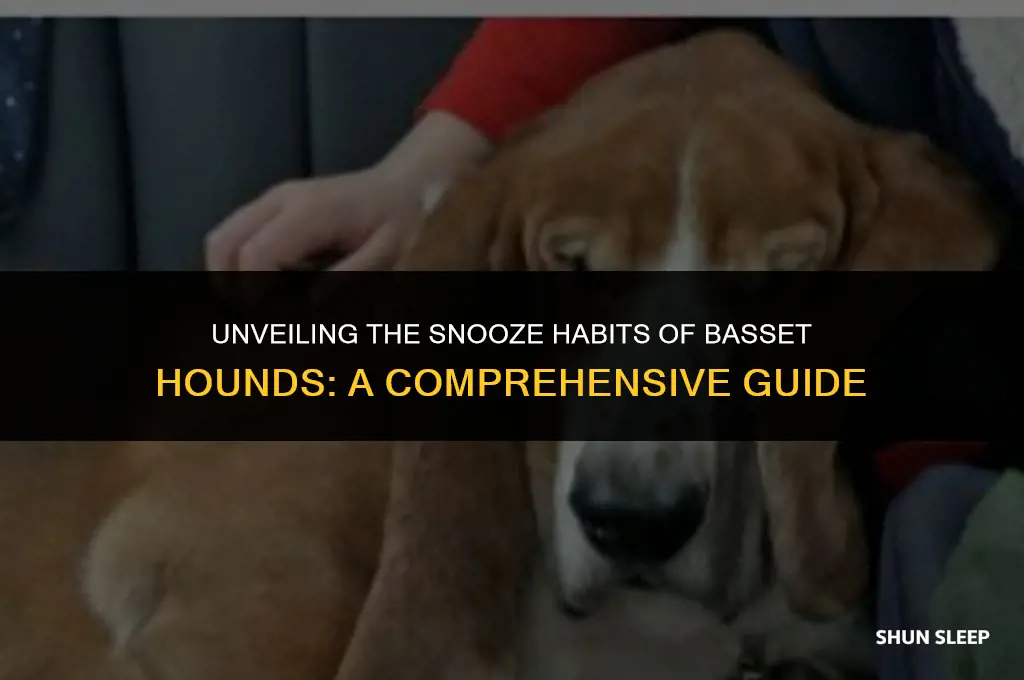 how many hours a day do basset hounds sleep