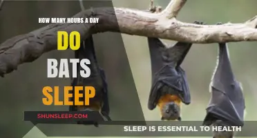 Unveiling the Mysteries of Bat Slumber: A Deep Dive into Their Daily Rest