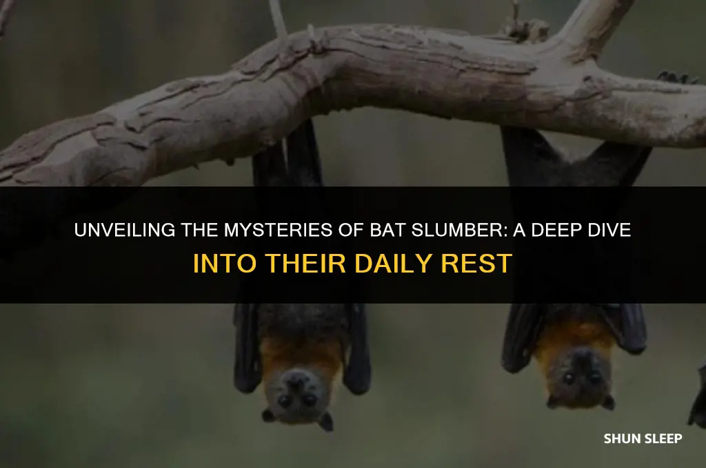 how many hours a day do bats sleep