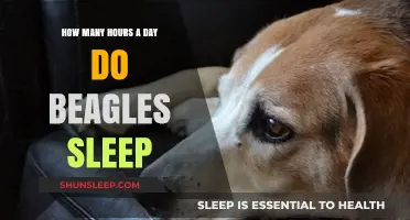 Understanding Beagle Sleep Patterns: A Guide for Pet Owners