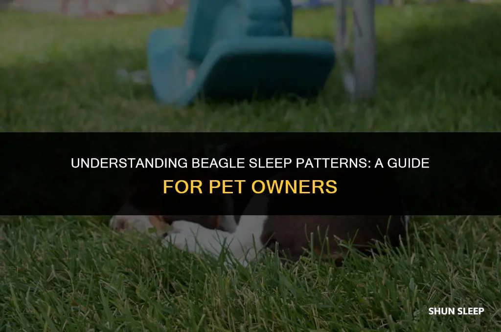 how many hours a day do beagles sleep