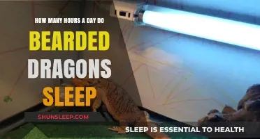 Understanding Bearded Dragon Sleep Patterns: A Comprehensive Guide