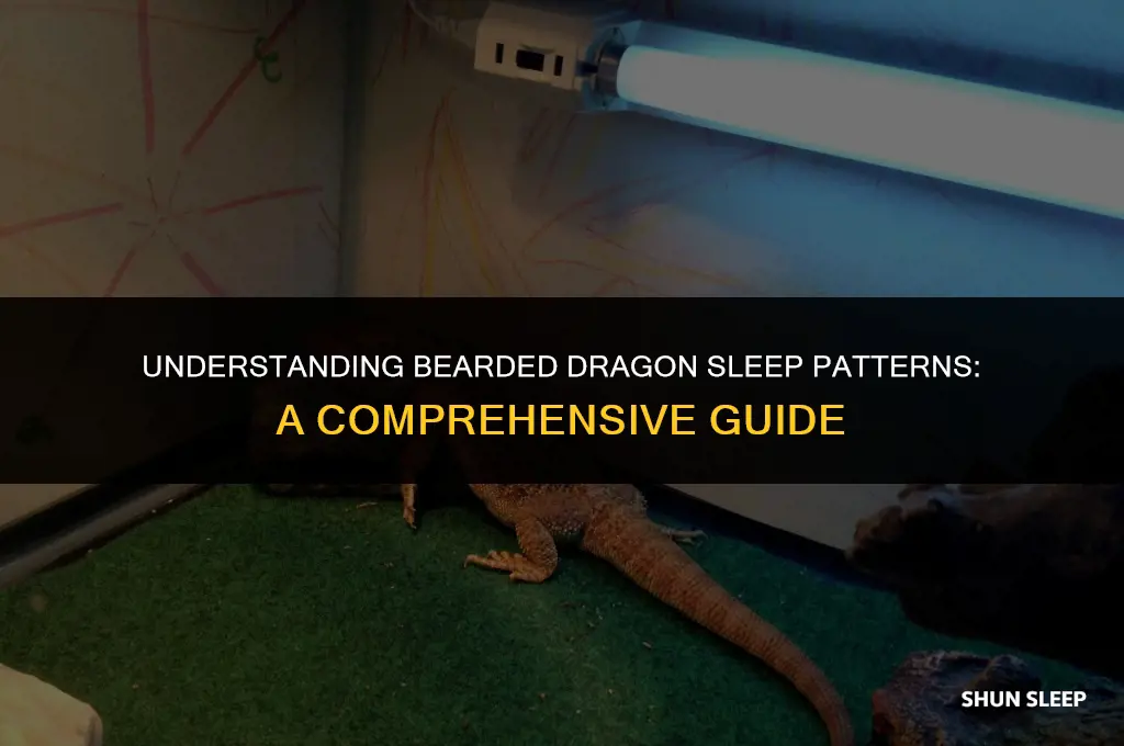 how many hours a day do bearded dragons sleep