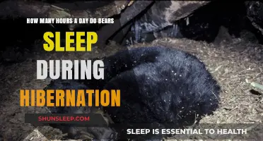 Winter Slumber: Unraveling the Mysteries of Bear Hibernation