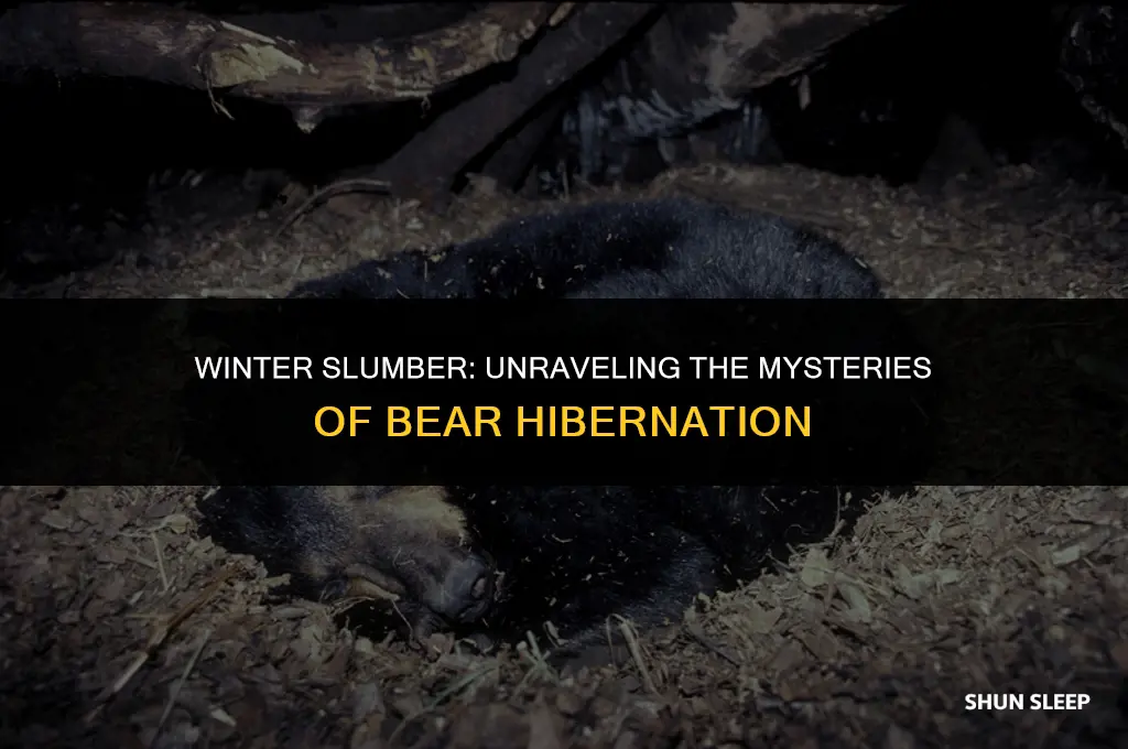 how many hours a day do bears sleep during hibernation