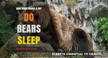 Unveiling the Mysteries of Bear Slumber: A Deep Dive into Their Daily Rest Patterns