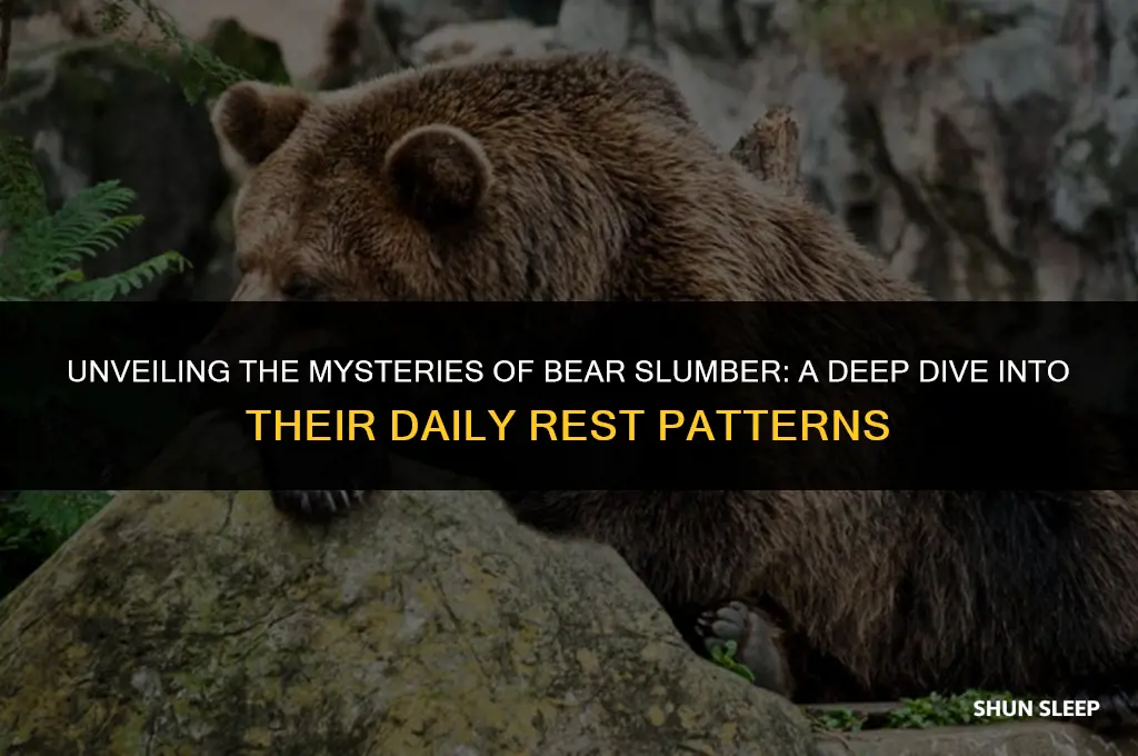 how many hours a day do bears sleep