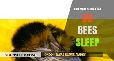 Unveiling the Mysteries of Bee Slumber: A Day in the Life