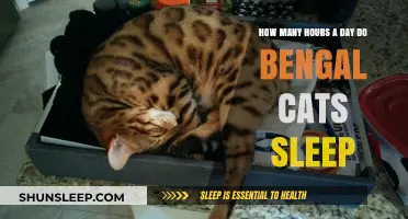 Understanding Bengal Cat Sleep Patterns: A Comprehensive Guide