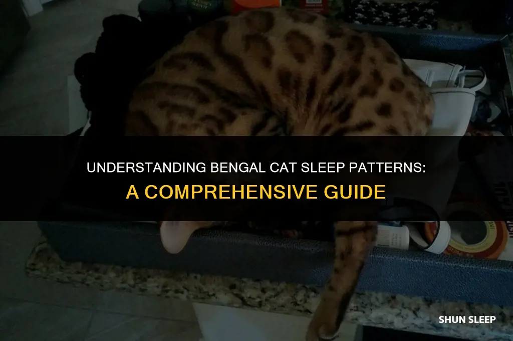 how many hours a day do bengal cats sleep