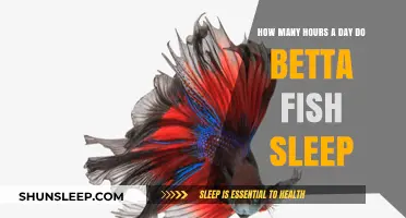 Understanding Betta Fish Sleep Patterns: A Comprehensive Guide