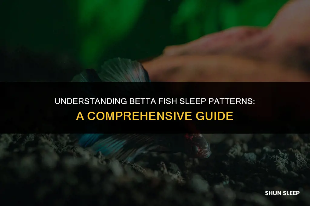how many hours a day do betta fish sleep