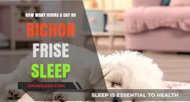 Understanding Bichon Frise Sleep Patterns: A Comprehensive Guide