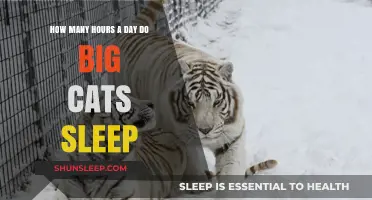 Unveiling the Slumber Secrets of Majestic Big Cats