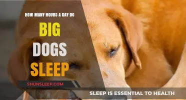 Understanding Canine Rest: How Much Sleep Do Big Dogs Really Need?