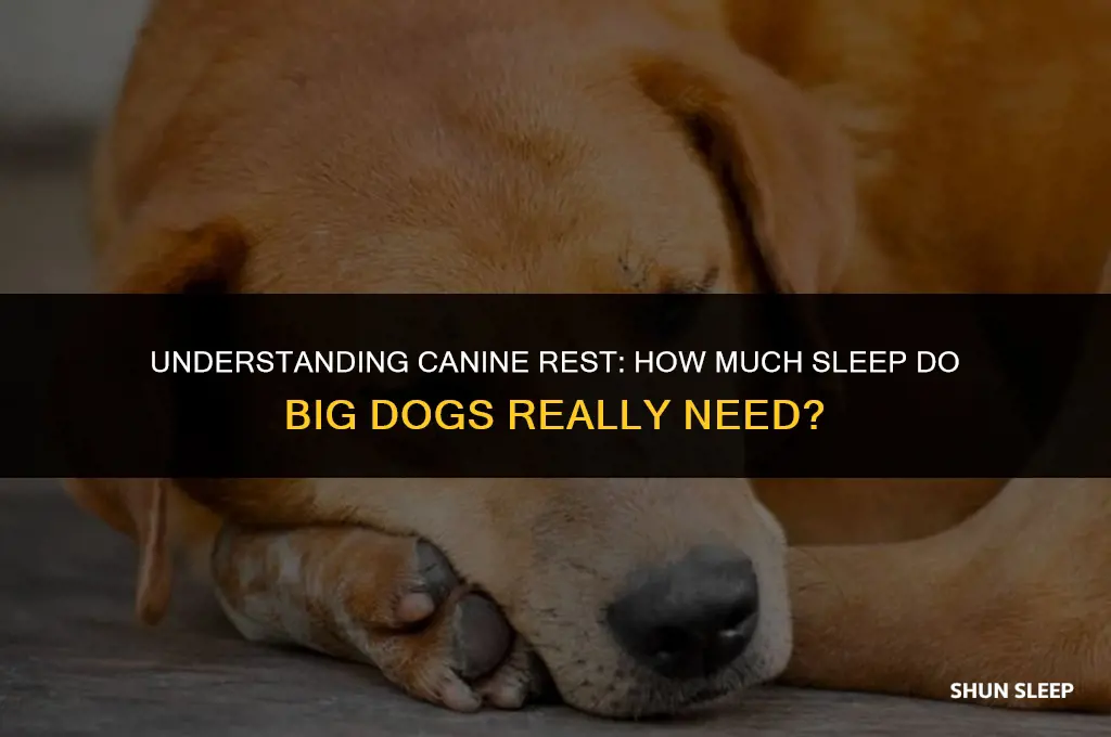 how many hours a day do big dogs sleep