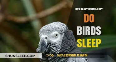 Unveiling the Mysteries of Avian Slumber: How Long Do Birds Sleep?