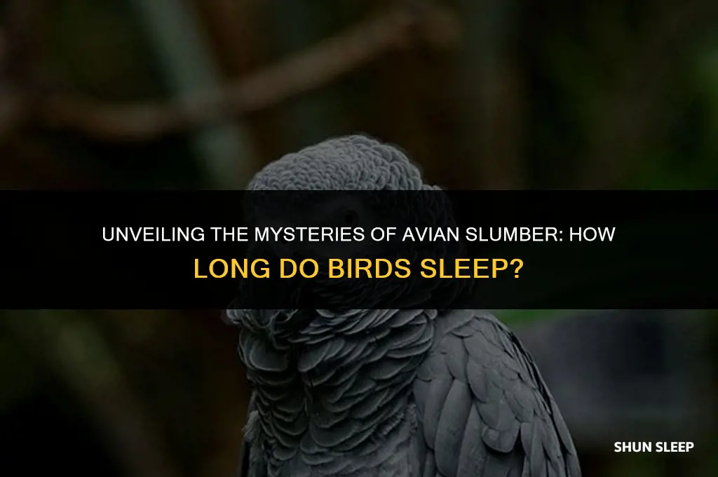 how many hours a day do birds sleep