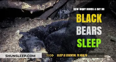 Unveiling the Sleep Secrets of Black Bears: A Daily Rest Analysis