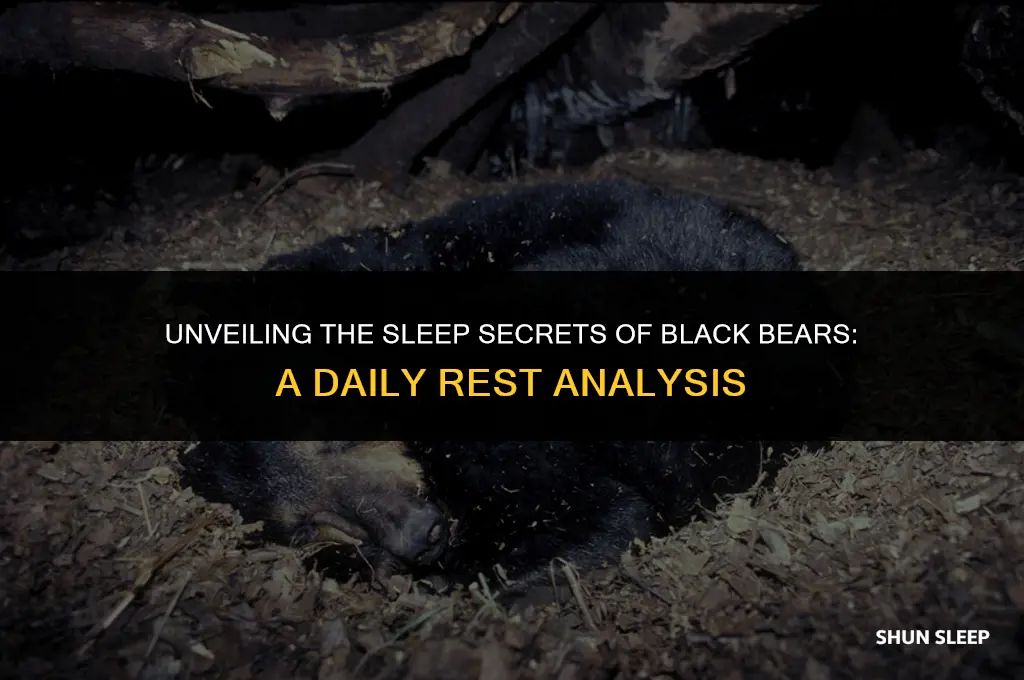 how many hours a day do black bears sleep