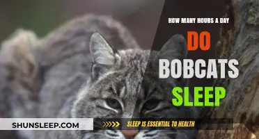 Unveiling the Sleep Secrets of Bobcats: A Daily Rest Analysis