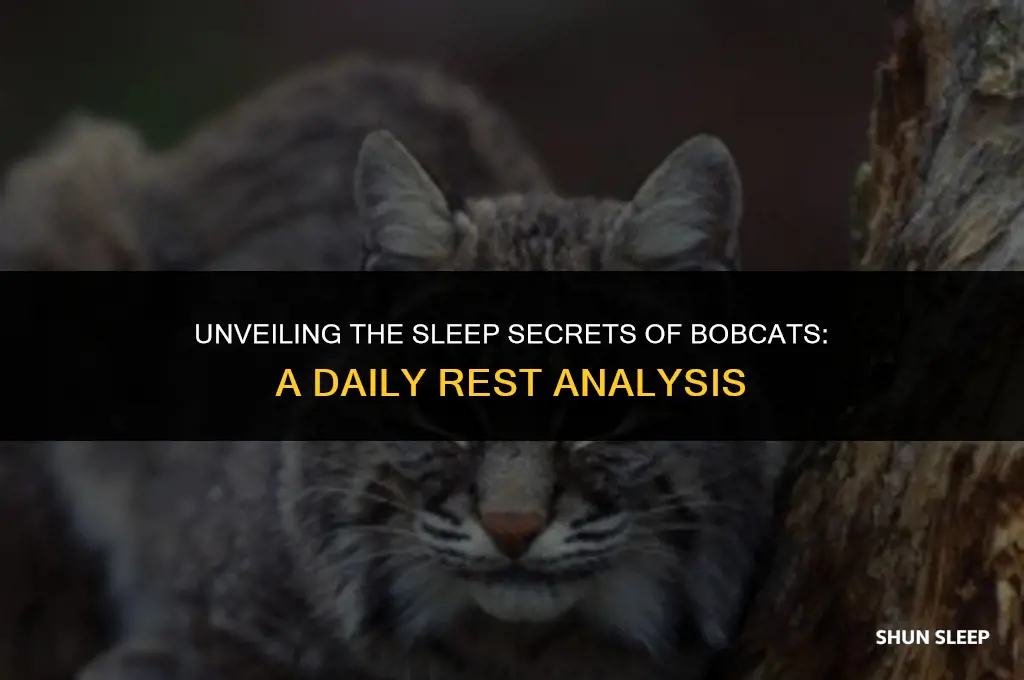 how many hours a day do bobcats sleep