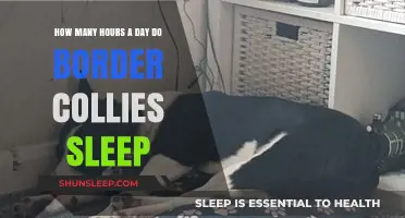 Understanding Border Collie Sleep Patterns: A Comprehensive Guide