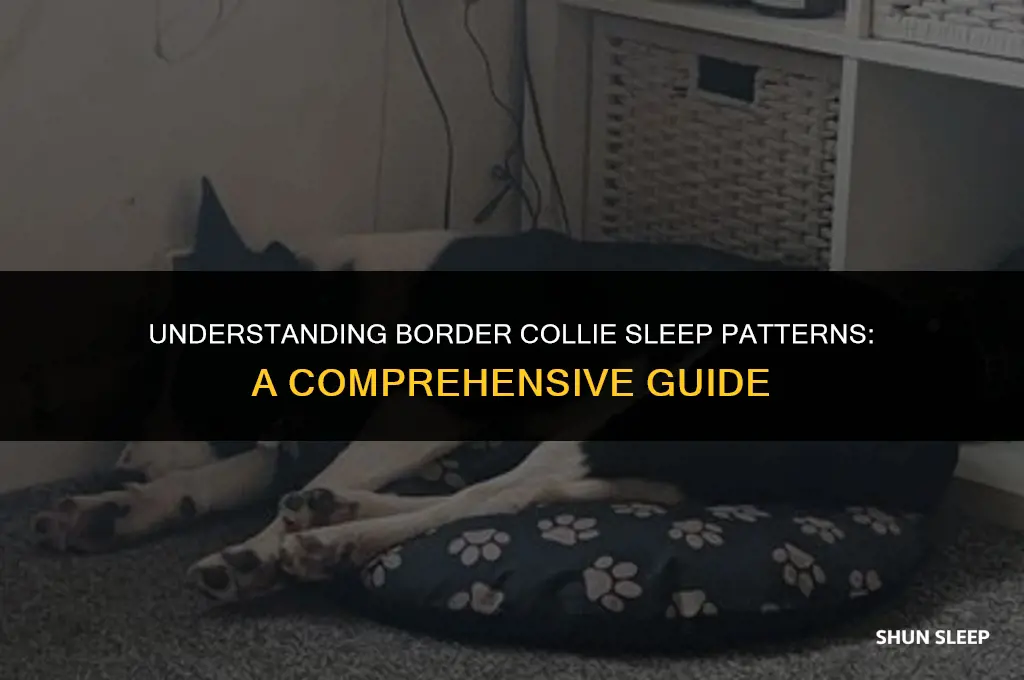 how many hours a day do border collies sleep