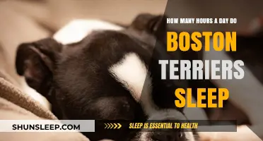 Boston Terriers' Sleep Patterns: A Comprehensive Guide for Owners