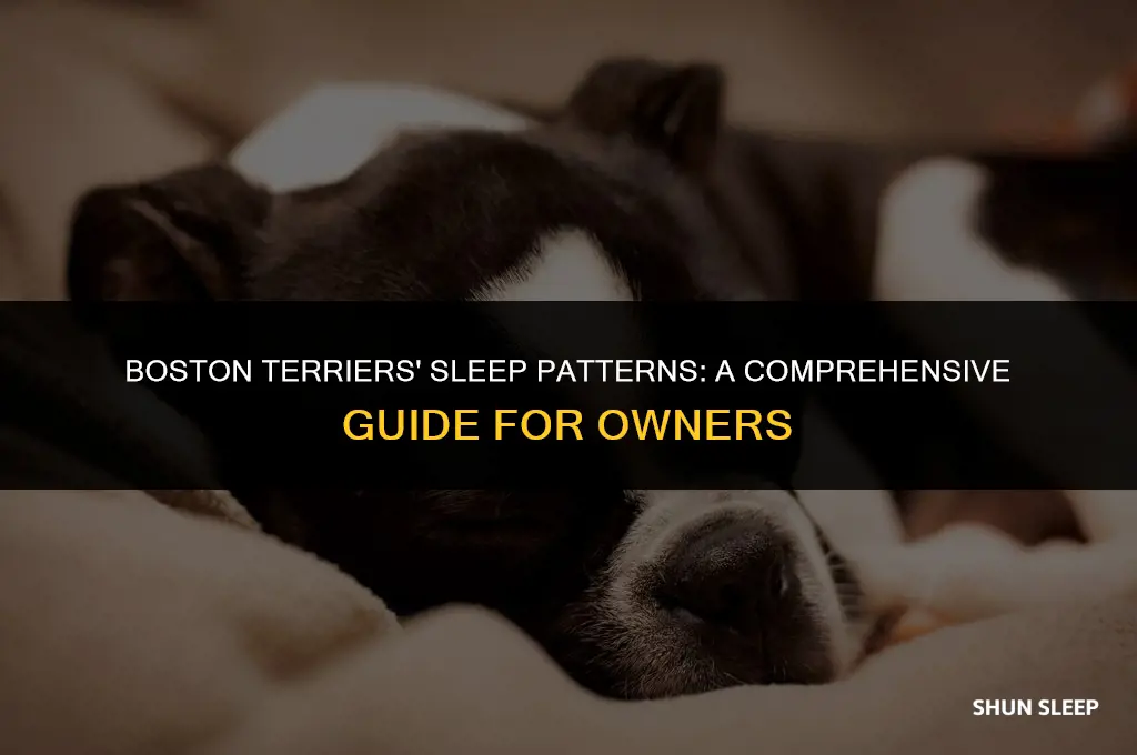 how many hours a day do boston terriers sleep