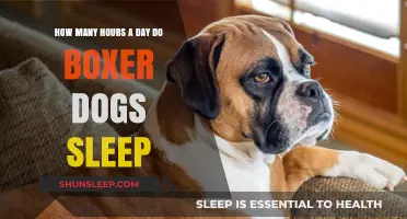 Understanding Boxer Dog Sleep Patterns: A Comprehensive Guide