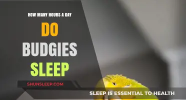 Understanding Budgie Sleep Patterns: A Guide to Their Daily Rest