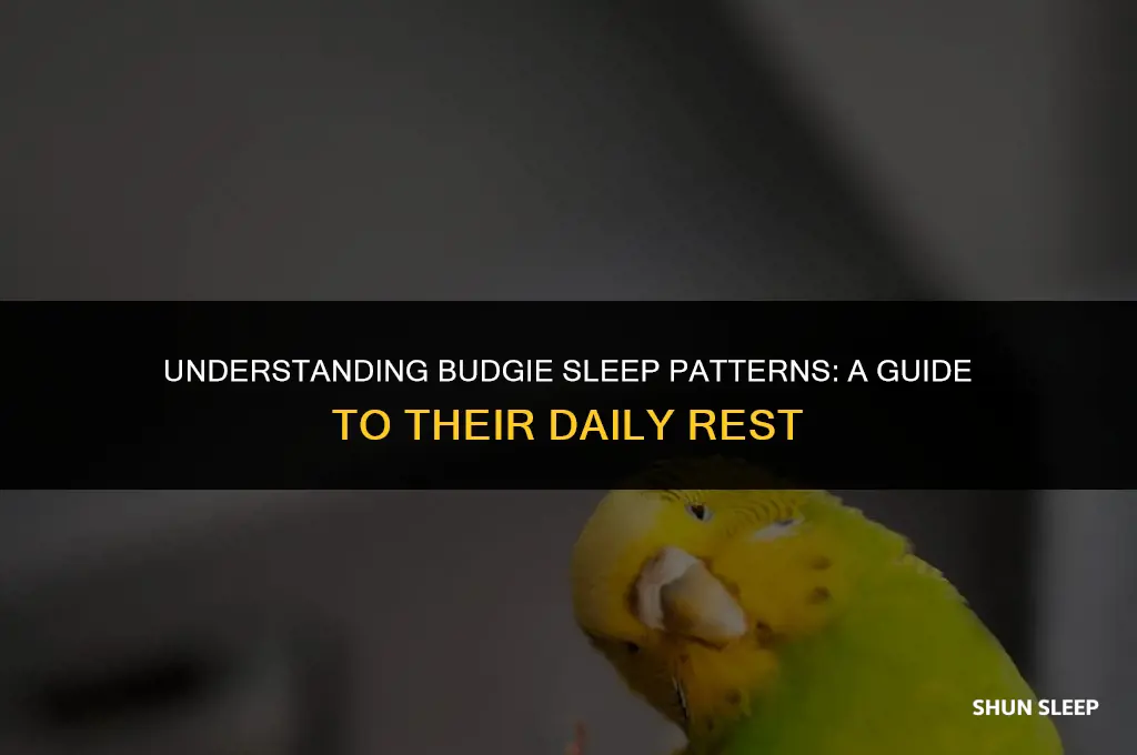 how many hours a day do budgies sleep