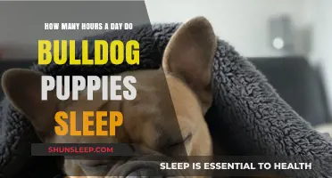 Understanding Bulldog Puppy Sleep Patterns: A Comprehensive Guide