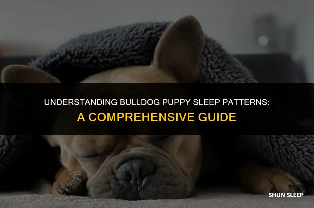 how many hours a day do bulldog puppies sleep