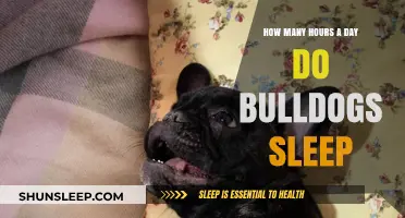 Understanding Bulldog Sleep Patterns: A Guide to Their Daily Rest