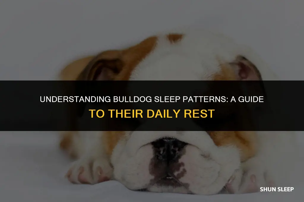 how many hours a day do bulldogs sleep