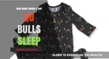 Unveiling the Resting Patterns of Bulls: A Daily Sleep Study